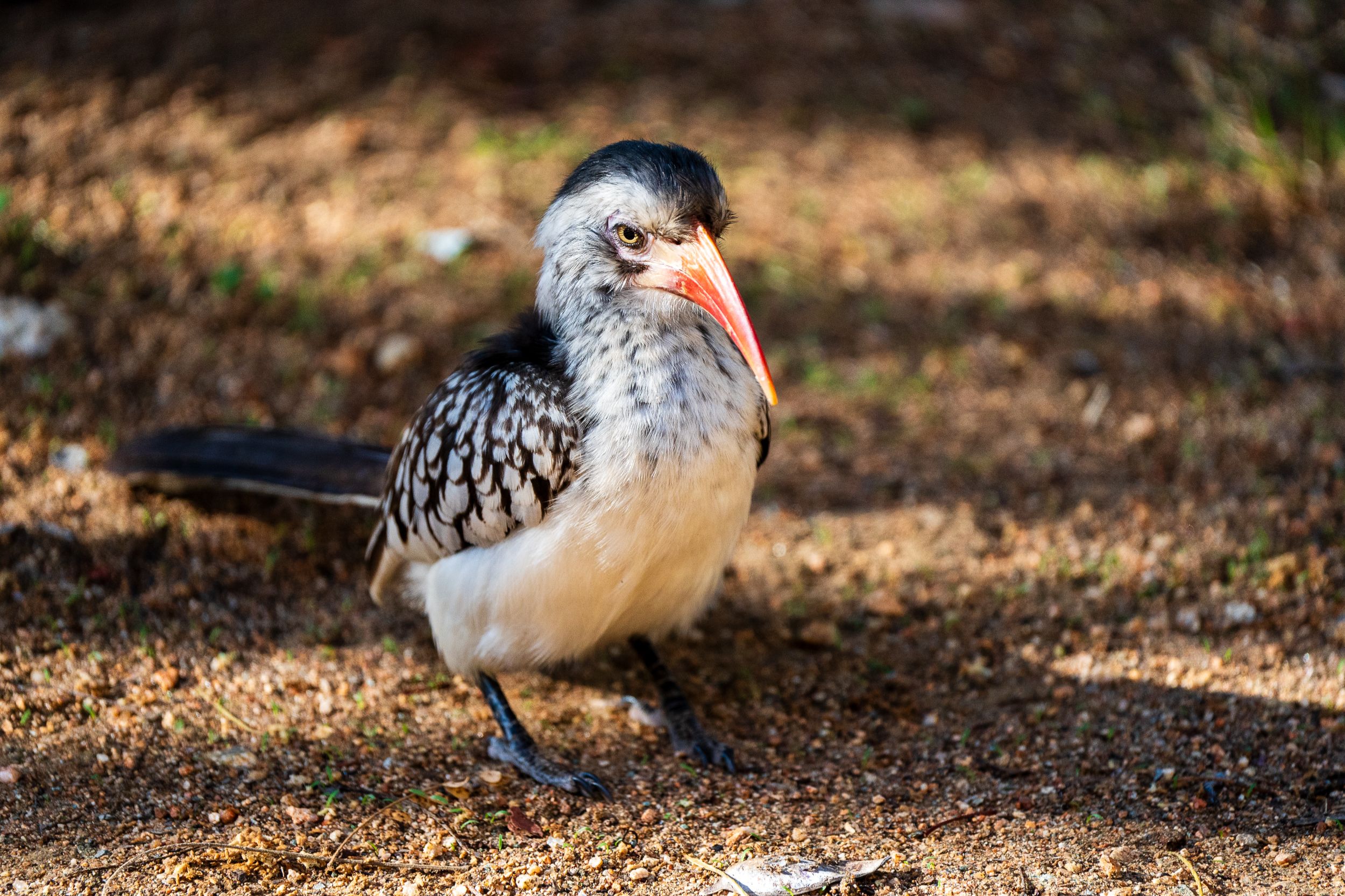 20231003 073046 Fotobuch Südafrika 04495
